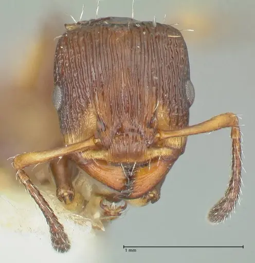 Podomyrma basalis specimen FOCOL1963 image focol1963_2