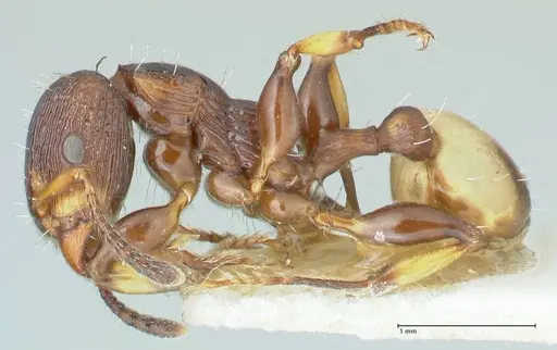 Podomyrma basalis specimen FOCOL1963 image focol1963_3