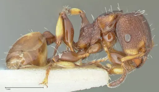 Podomyrma basalis specimen FOCOL1963 image focol1963_4