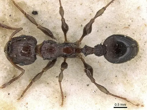 Podomyrma bispinosa specimen CASENT0906184 image casent0906184_1