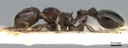 Podomyrma bispinosa specimen CASENT0906184 image casent0906184_3