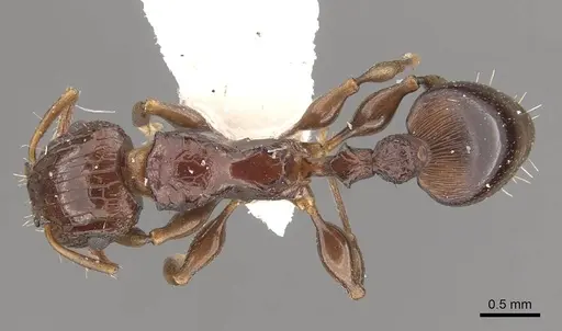 Podomyrma bispinosa specimen CASENT0908967 image casent0908967_1