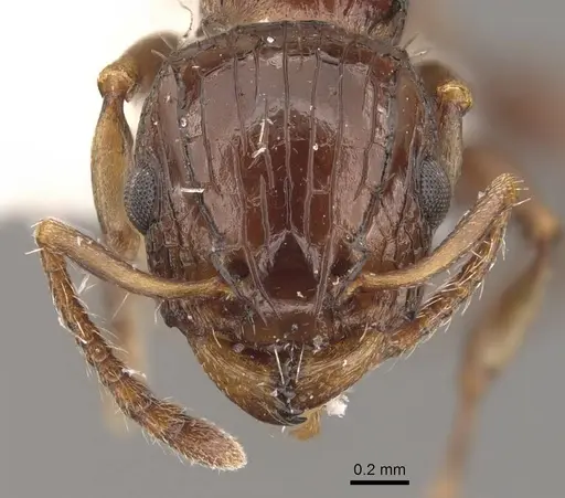Podomyrma bispinosa specimen CASENT0908967 image casent0908967_2