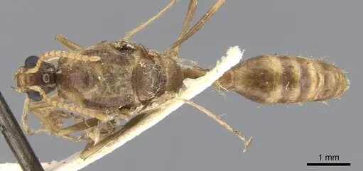 Podomyrma carinata specimen CASENT0902011 image casent0902011_1