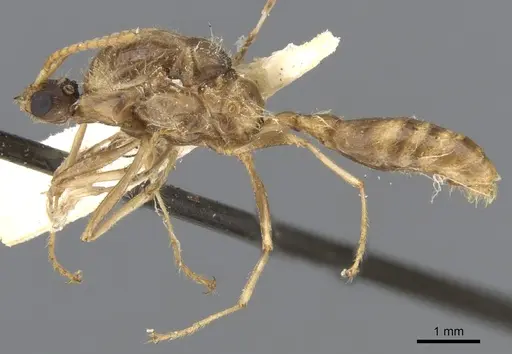 Podomyrma carinata specimen CASENT0902011 image casent0902011_3