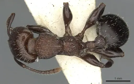 Podomyrma chasei specimen CASENT0901493 image casent0901493_1