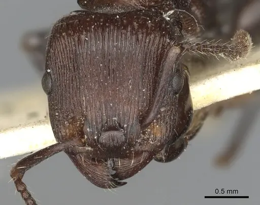 Podomyrma chasei specimen CASENT0901493 image casent0901493_2