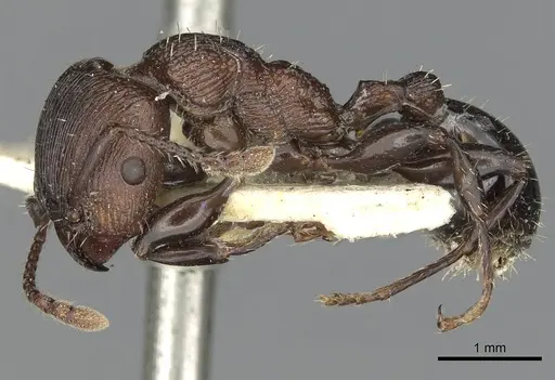 Podomyrma chasei specimen CASENT0901493 image casent0901493_3