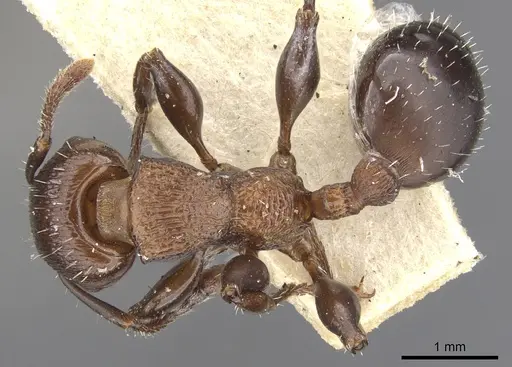 Podomyrma chasei specimen CASENT0901999 image casent0901999_1