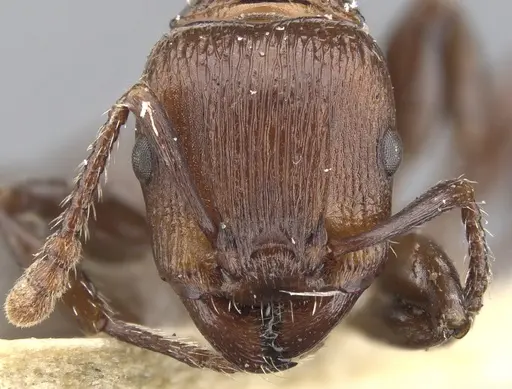 Podomyrma chasei specimen CASENT0901999 image casent0901999_2