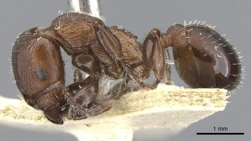 Podomyrma chasei specimen CASENT0901999 image casent0901999_3