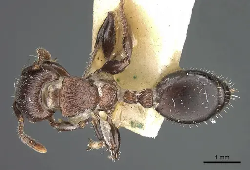 Podomyrma chasei specimen CASENT0906193 image casent0906193_1