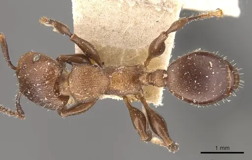 Podomyrma chasei specimen CASENT0908968 image casent0908968_1