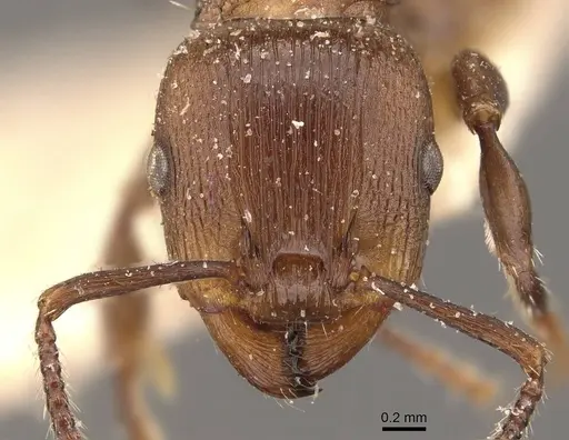 Podomyrma chasei specimen CASENT0908968 image casent0908968_2