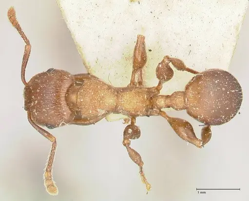 Podomyrma chasei specimen FOCOL1981 image focol1981_1