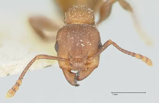 Podomyrma chasei specimen FOCOL1981 image focol1981_2