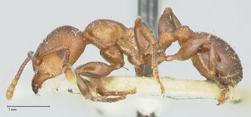 Podomyrma chasei specimen FOCOL1981 image focol1981_3