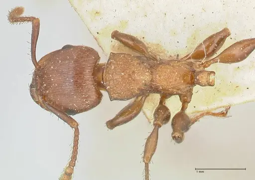 Podomyrma chasei specimen FOCOL1982 image focol1982_1