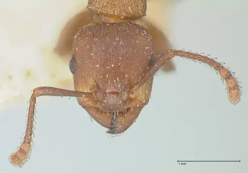 Podomyrma chasei specimen FOCOL1982 image focol1982_2