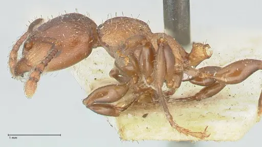 Podomyrma chasei specimen FOCOL1982 image focol1982_3