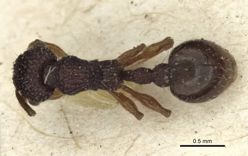 Podomyrma christae specimen CASENT0916588 image casent0916588_1