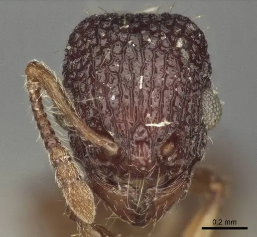Podomyrma christae specimen CASENT0916588 image casent0916588_2