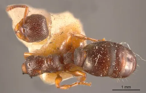 Podomyrma clarki specimen ANTWEB1008298 image antweb1008298_1