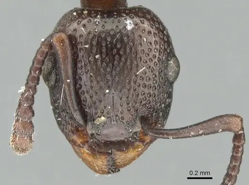 Podomyrma clarki specimen CASENT0906192 image casent0906192_2