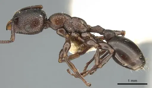 Podomyrma clarki specimen CASENT0906192 image casent0906192_3