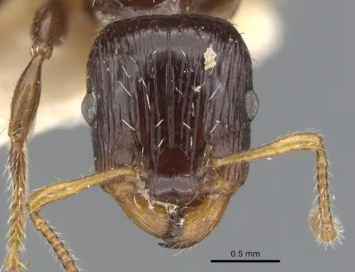 Podomyrma delbrueckii specimen CASENT0902003 image casent0902003_2