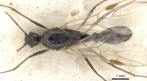 Podomyrma delbrueckii specimen CASENT0902004 image casent0902004_1