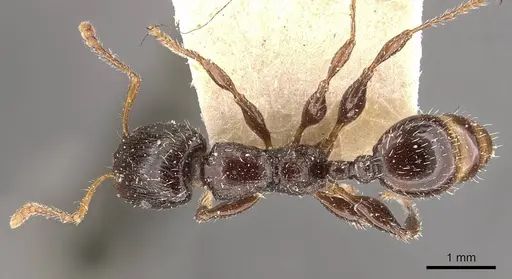 Podomyrma delbrueckii specimen CASENT0908970 image casent0908970_1