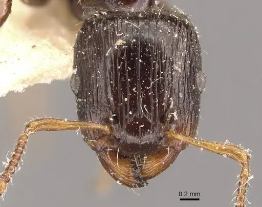 Podomyrma delbrueckii specimen CASENT0908970 image casent0908970_2
