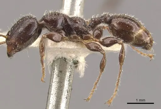 Podomyrma delbrueckii specimen CASENT0908970 image casent0908970_3