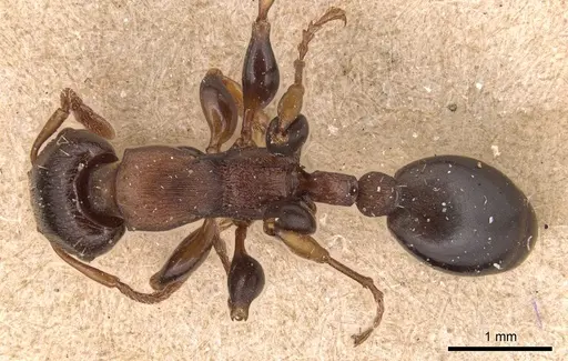 Podomyrma densestrigosa specimen CASENT0904710 image casent0904710_1