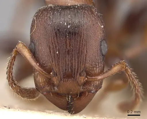 Podomyrma densestrigosa specimen CASENT0904710 image casent0904710_2