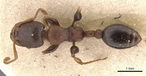 Podomyrma densestrigosa specimen CASENT0908971 image casent0908971_1
