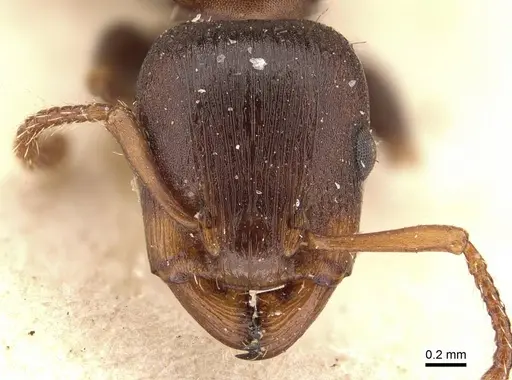 Podomyrma densestrigosa specimen CASENT0908971 image casent0908971_2