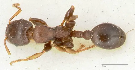 Podomyrma densestrigosa specimen FOCOL1988 image focol1988_1