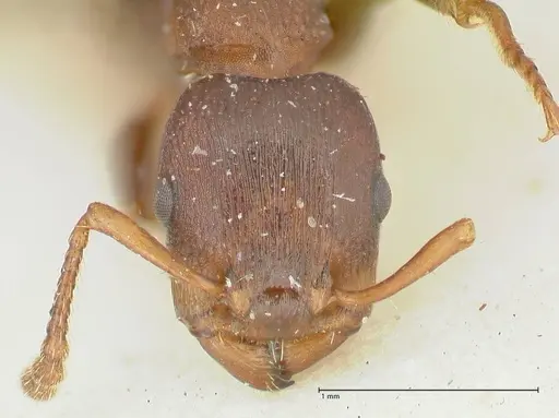 Podomyrma densestrigosa specimen FOCOL1988 image focol1988_2