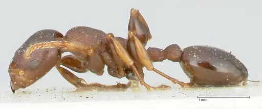 Podomyrma densestrigosa specimen FOCOL1988 image focol1988_3