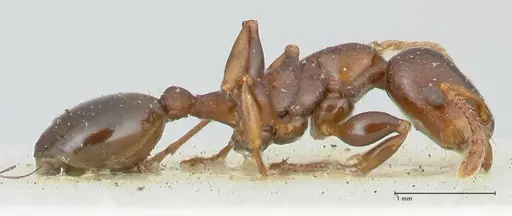 Podomyrma densestrigosa specimen FOCOL1988 image focol1988_4