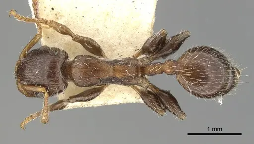 Podomyrma elongata specimen CASENT0901494 image casent0901494_1