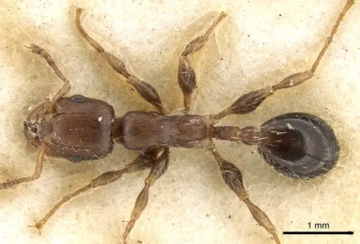 Podomyrma elongata specimen CASENT0906191 image casent0906191_1
