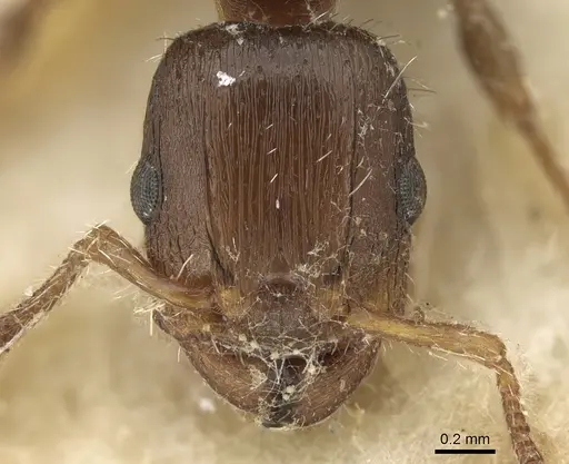 Podomyrma elongata specimen CASENT0906191 image casent0906191_2