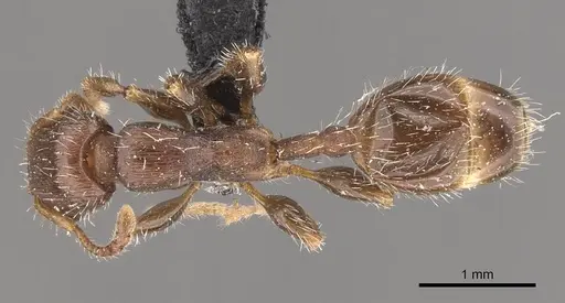 Podomyrma elongata specimen CASENT0908972 image casent0908972_1