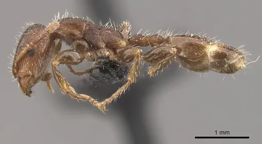 Podomyrma elongata specimen CASENT0908972 image casent0908972_3