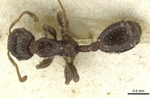 Podomyrma elongata specimen CASENT0913014 image casent0913014_1
