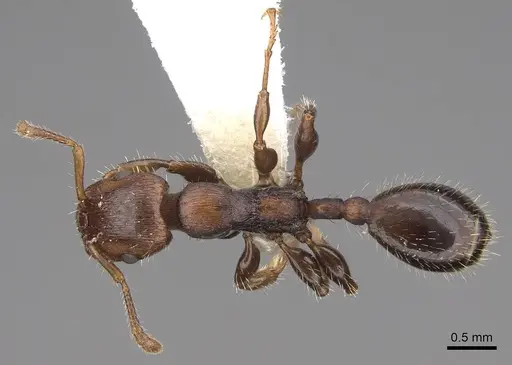 Podomyrma elongata specimen CASENT0922808 image casent0922808_1