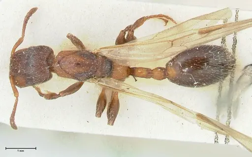Podomyrma elongata specimen FOCOL1994 image focol1994_1